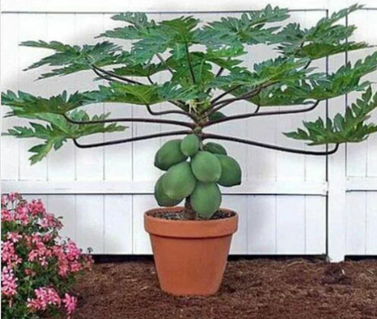 Waimanalo Papaya Seeds - 25 Pack - Carica papaya - USA Seller