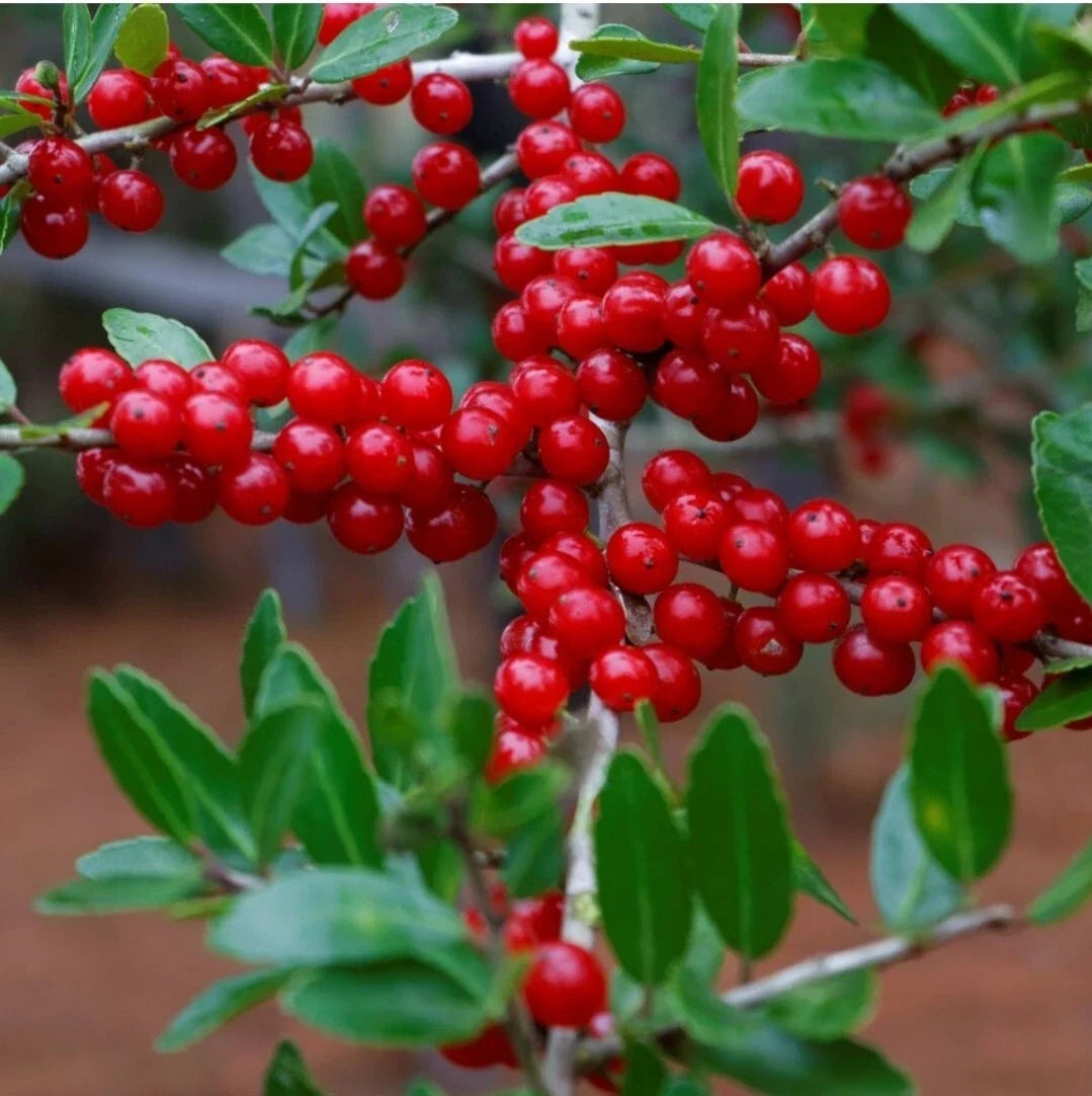 Yaupon Holly Seeds - Native Ilex vomitoria for Herbal Tea & Landscaping - Drought-Resistant Shrub, USA Native, 25 Seeds