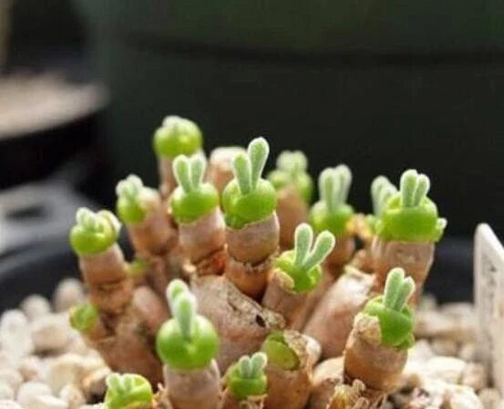Lithops Seeds Pack of 50 | Monilaria obconica Rare Succulent Living Stones for Indoor & Outdoor Gardens