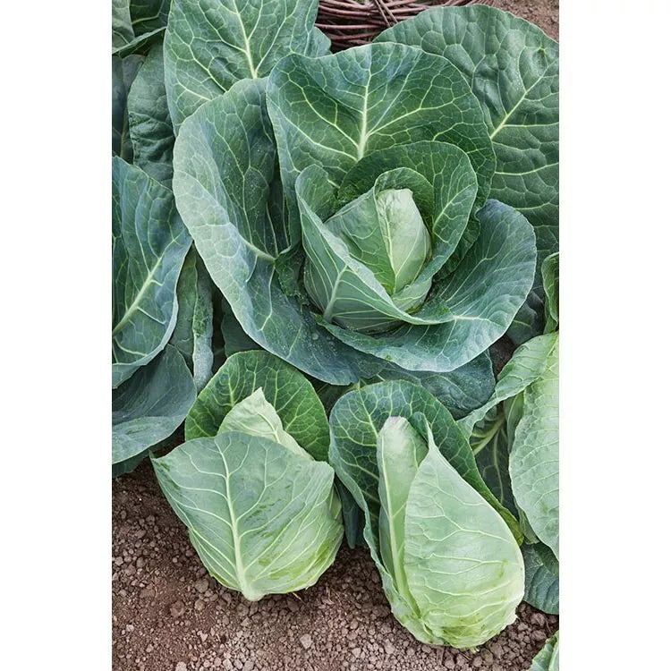 Cabbage Seeds 1000+ Count - Early Jersey Wakefield Heirloom NON-GMO