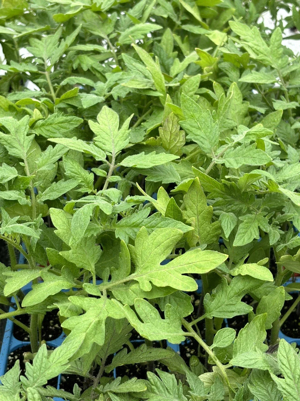 Lot of 2 Park's Whopper Tomato Live Plants - 6 to 10 Inches - High-Yield, Disease Resistant