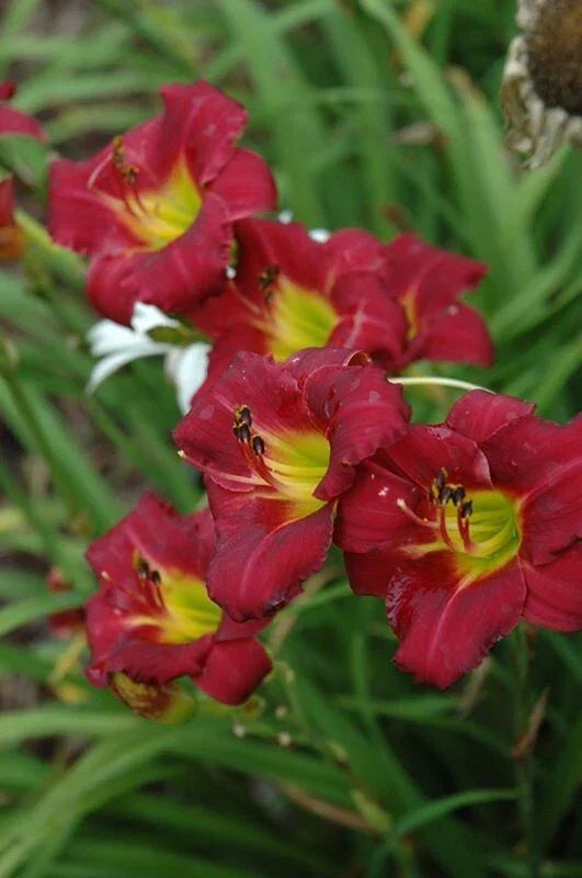 Daylily 'Pardon Me' 4" Pot - Compact Red Flowers, Reblooming, Hardy Hemerocallis