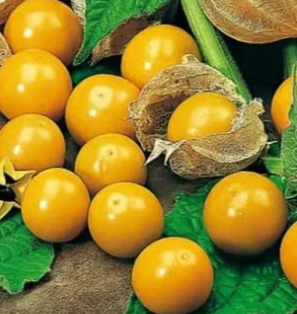 Pineapple Tomatillo Seeds 50+ Pack - Physalis ixocarpa Heirloom Organic Vegetable