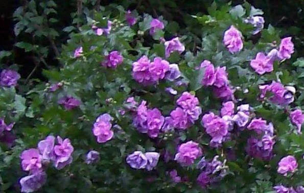 Double Purple/Pink Rose of Sharon Unrooted Cuttings Set of 10 | Hibiscus syriacus Garden Shrubs