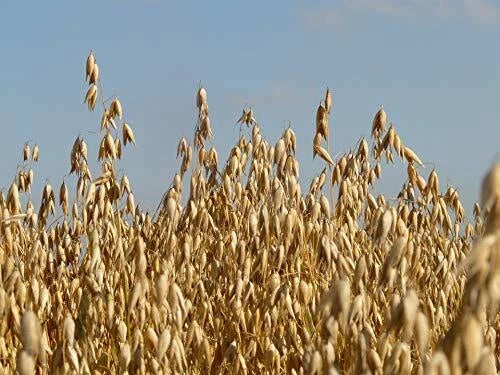 Whole Oat Seeds 10 lb for Wildlife Food Plots and Cover Crop | Avena sativa for Deer & Habitat
