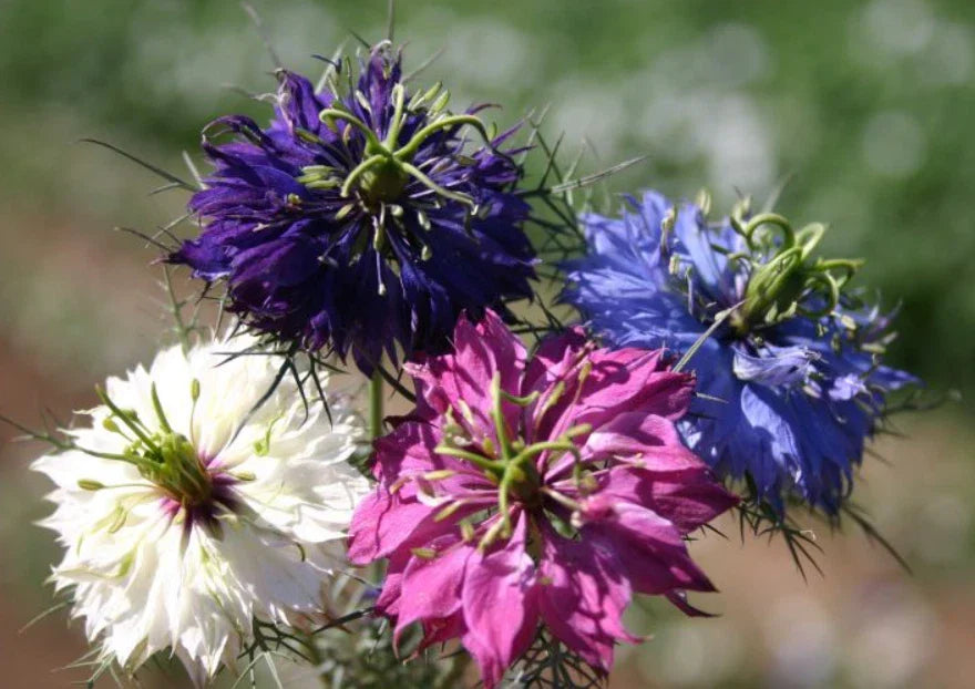 Love in a Mist Seeds - 500 Non-GMO Nigella damascena Dried Flower Pods