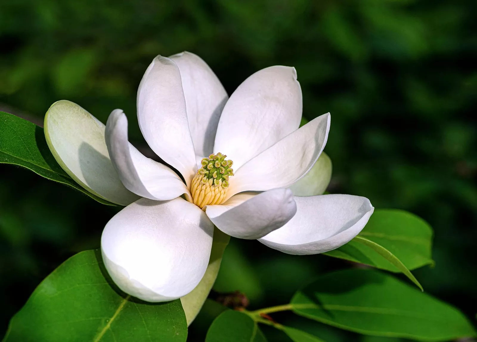 Sweetbay Magnolia Tree Seeds - 20 Pack, Northern Variety, Magnolia virginiana, Deciduous, Fragrant White Flowers