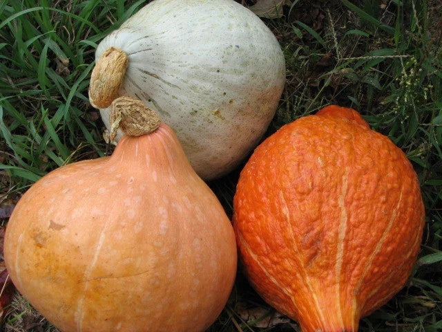Hubbard Squash Seeds Mixture – Heirloom Vegetable Seeds for Gardening – Cucurbita maxima, Vining, Non-GMO, Packet Sizes
