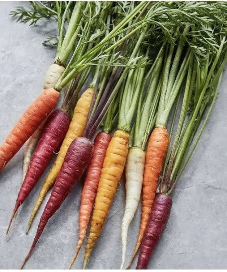 Rainbow Carrot Seeds Blend - 100 Multi Color Medley Vegetable Garden Seeds - Easy Grow Daucus carota
