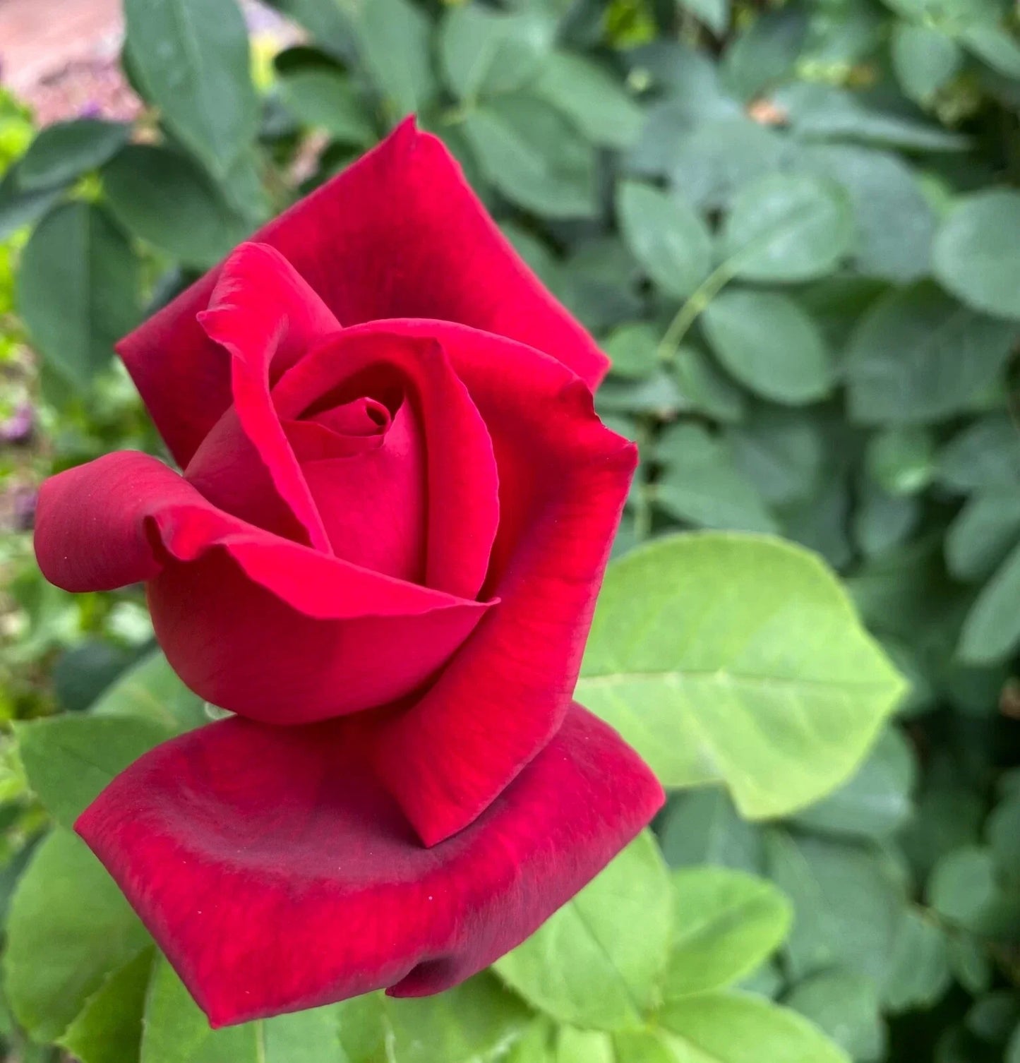Rose Bush Cuttings Velvet Red Unrooted Live Flower Plants Rosa spp.