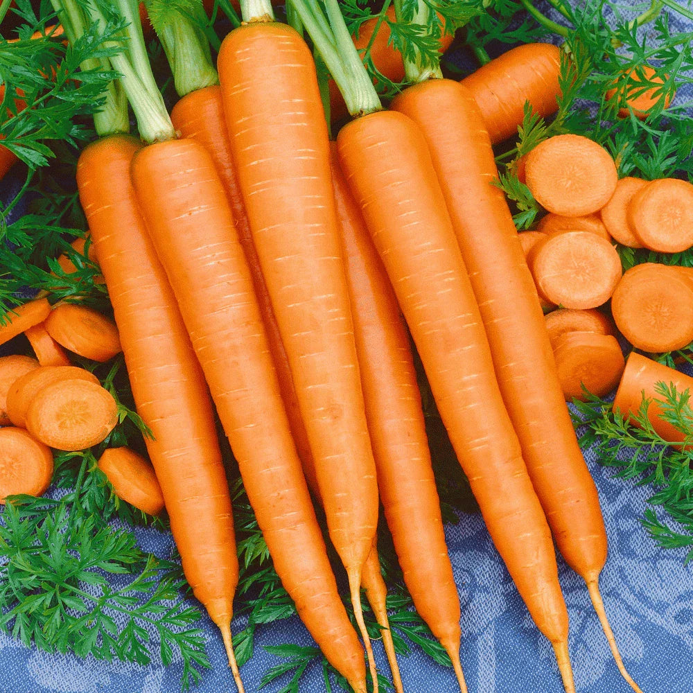 Tendersweet Carrot Seeds 1000+ Non-GMO Vegetable Garden Seeds - Daucus carota - USA Seller
