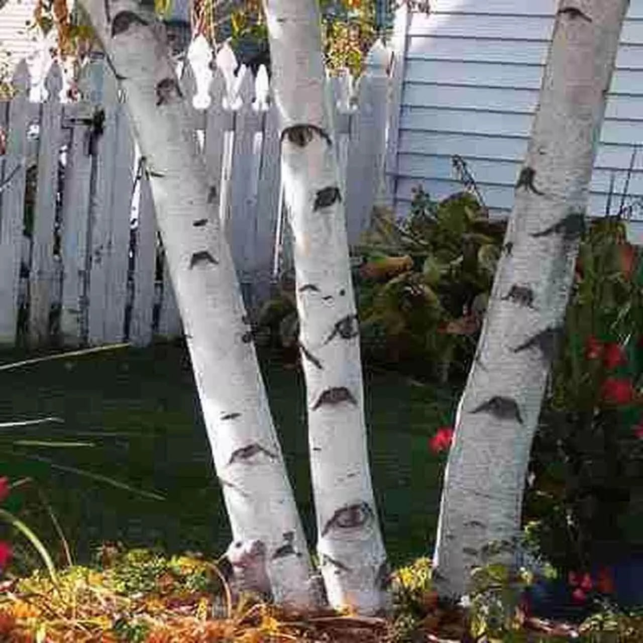 White Paper Birch Tree Seeds | Betula papyrifera | 100+ Seeds for Bonsai & Landscaping
