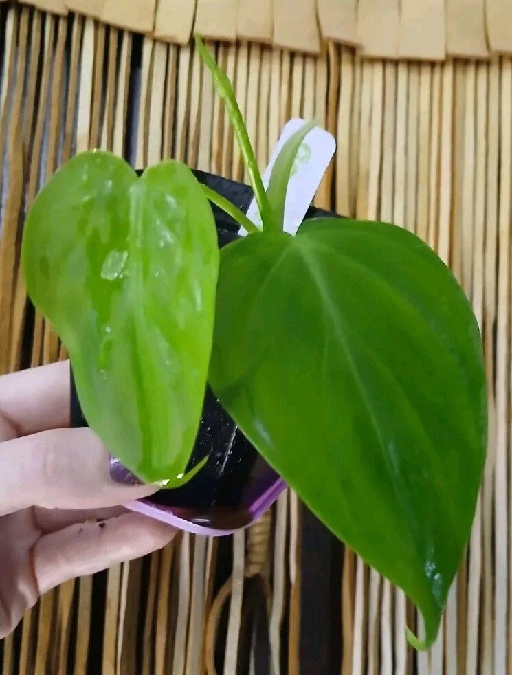Rare Green Micans Plant - Epipremnum aureum - Indoor Houseplant in 4-inch Pot, Trailing Vine, Easy Care, Air-Purifying