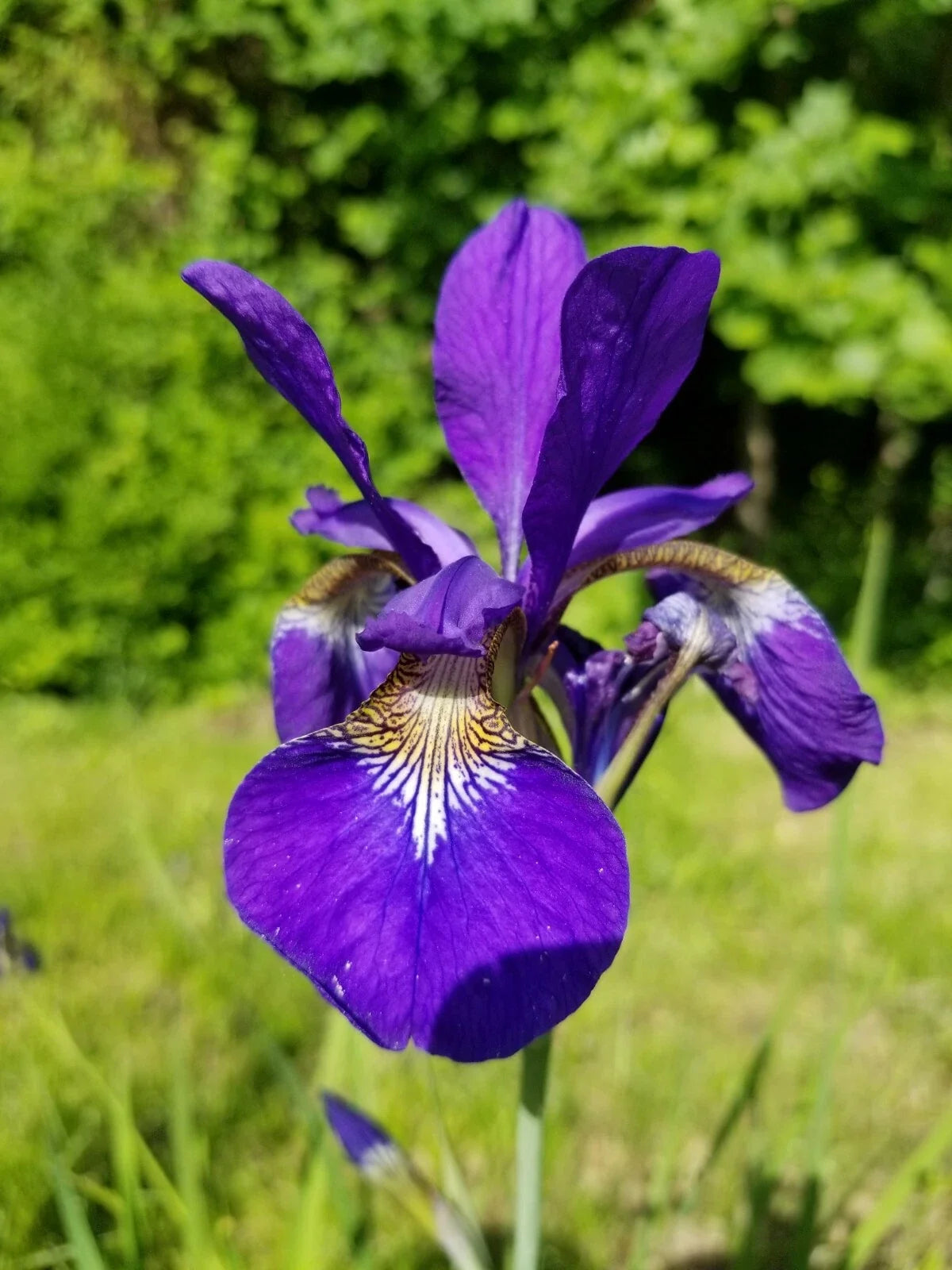 Siberian Iris Rhizomes - 3-5 Root Clump - Blue/Violet Iris sibirica Perennial Plant
