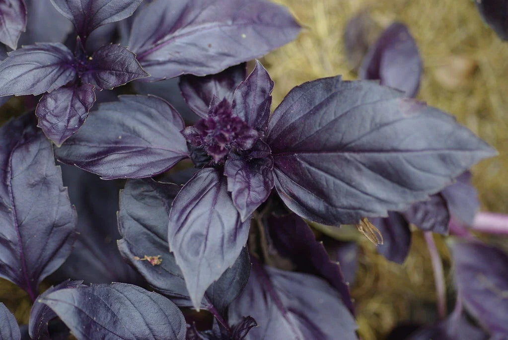 Red Rubin Basil Seeds Bulk Pack – Fragrant Purple Herb – Ocimum basilicum – Culinary & Garnishing Seeds
