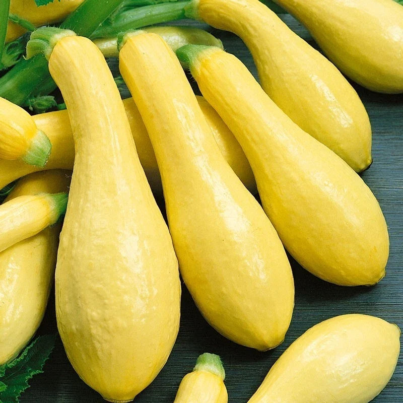 Prolific Straightneck Squash Seeds - Heirloom Cucurbita pepo, Bush-Type, Full Sun, Bountiful Harvest, Packet Sizes Available