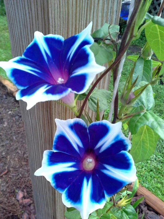 Japanese Morning Glory Seeds Mix - 10 Seeds - Ipomoea nil - Vibrant Garden Flowers