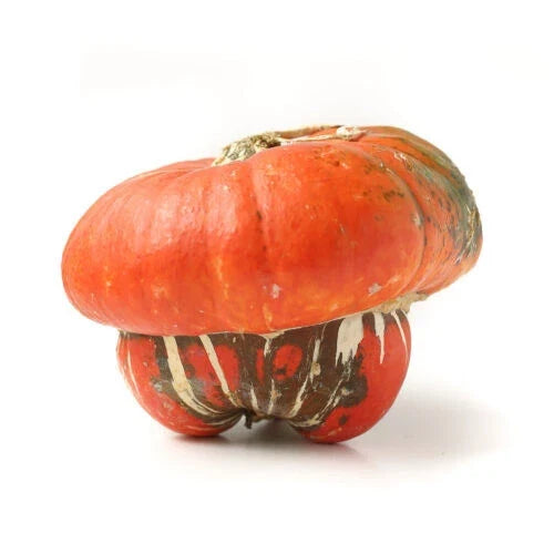 Turks Turban Squash Seeds - 25+ Pack, Heirloom Cucurbita maxima, Decorative & Edible, Garden Planting, Non-GMO, USA