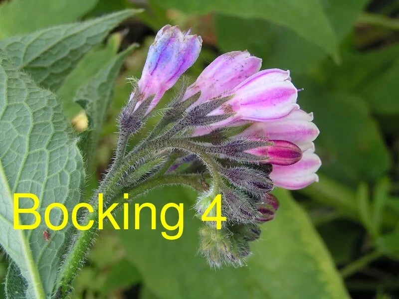 Russian Comfrey Root Cuttings - Bocking 4 Cultivar - 10 Unrooted Live Roots for Organic Gardening & Soil Improvement