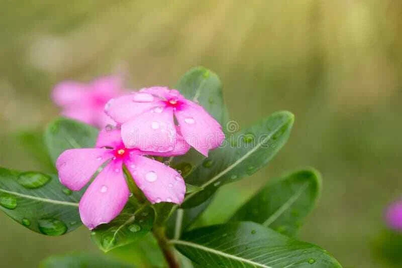 Vinca Seeds 500 Count Light Pink Sunsplash Catharanthus roseus Garden Flower Seeds Non-California