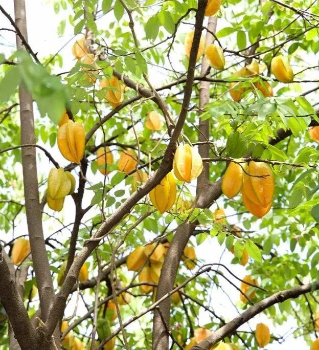Starfruit Tree Cuttings 6-8 Inches Averrhoa carambola Tropical Fruit Plant for Garden or Container