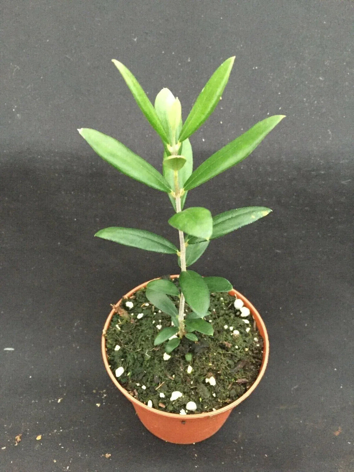 Arbequina Olive Tree 3" Pot - Compact Olea europaea Rooted Plant for Home Growing