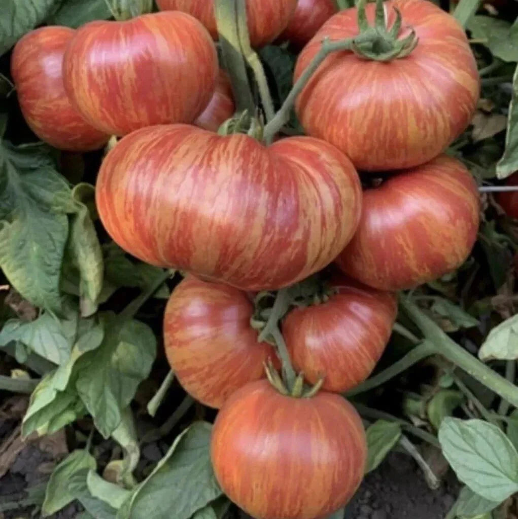 Vintage Wine Striped Tomato Seeds - Heirloom Beefsteak - 120+ Seeds