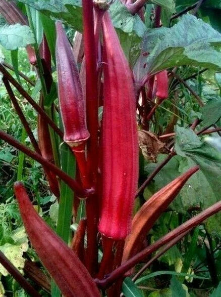 Red Burgundy Okra Seeds - 30+ Summer Vegetable Garden Seeds Abelmoschus esculentus for Culinary & Containers