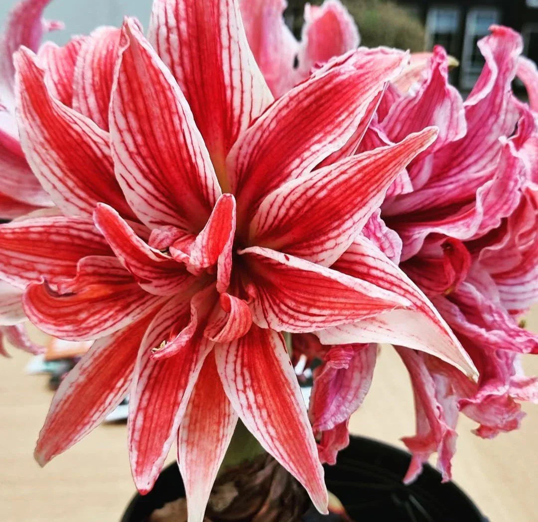 Doublet Amaryllis Jumbo Bulb 30/32cm - Red and White Variegated Hippeastrum