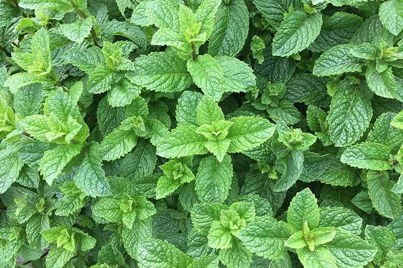 Spearmint Roots 5-Pack | Mentha spicata Perennial Herb Starter Roots for Garden, Pots, Indoor Growing