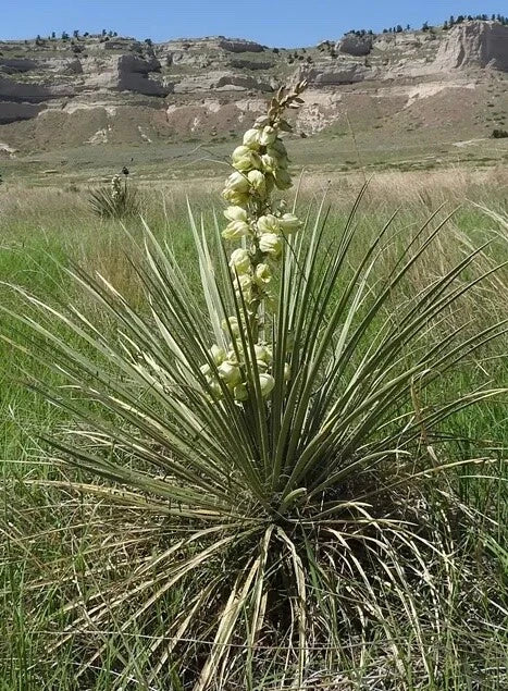 Yucca Plant - Drought-Tolerant Perennial - Soapweed Yucca, Yucca Glauca, Prairie Variety, Low Maintenance