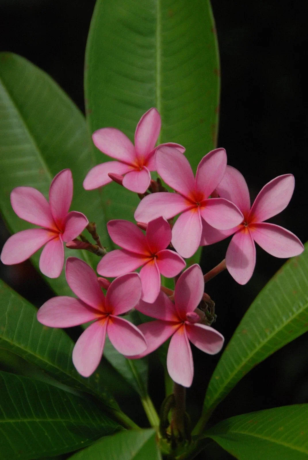 Plumeria Cutting 15-17" Pink Rooted Flower Fresh - Plumeria rubra Tropical Garden Plant