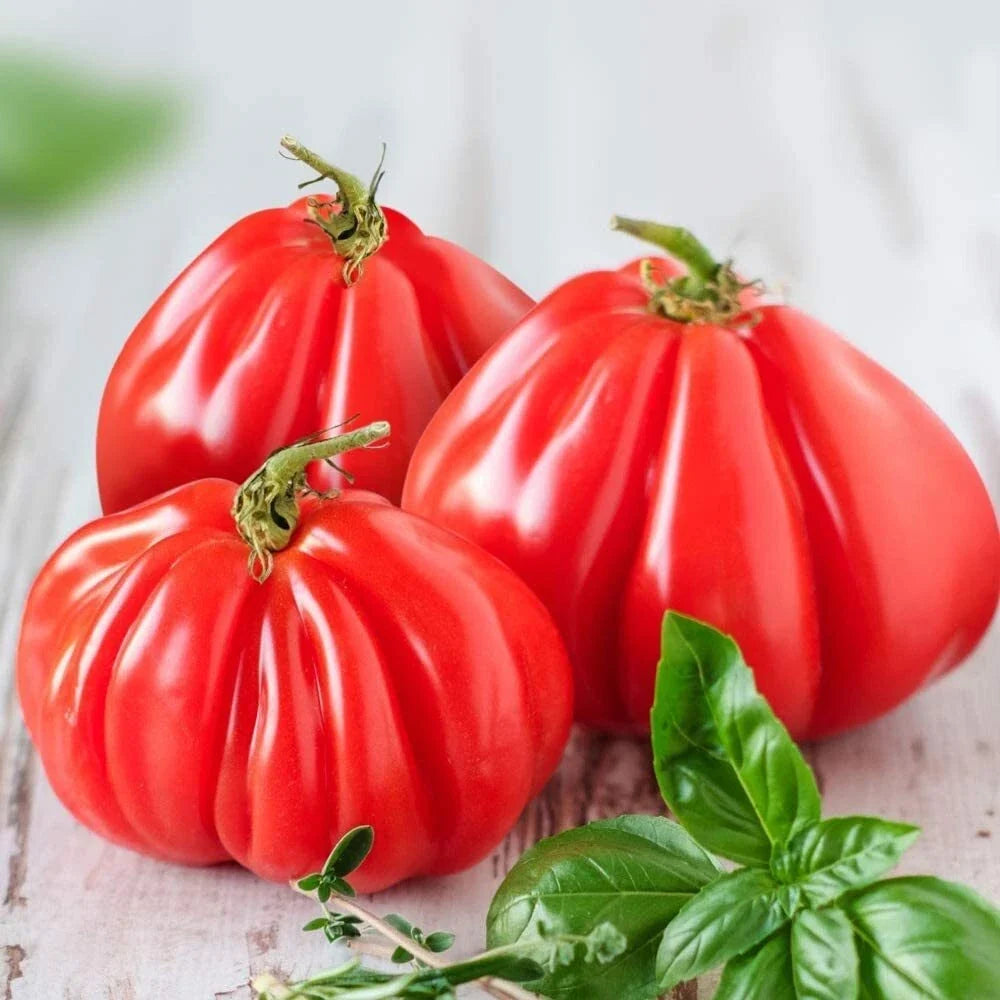 Ruffled Tomato Seeds - 25+ Heirloom Solanum lycopersicum for Exotic Vegetable Garden