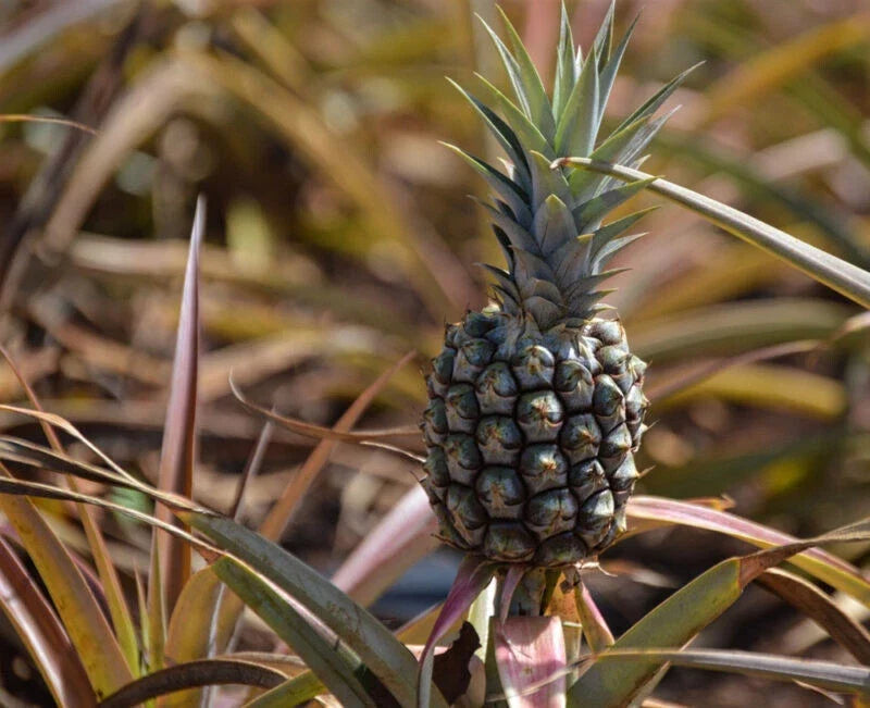 Rondon Pineapple Seeds 15+ Pack Ananas comosus Tropical Garden Planting Free Shipping