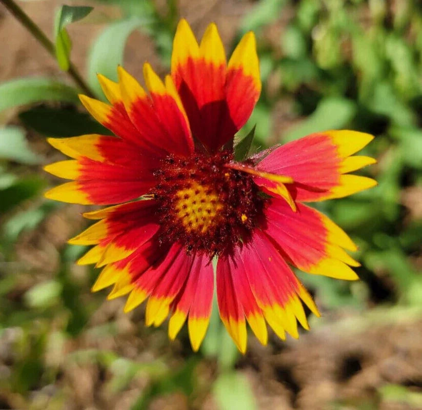 Indian Blanket Seeds 25 Count Gaillardia Pulchella Firewheel Blanket Flower for Gardens