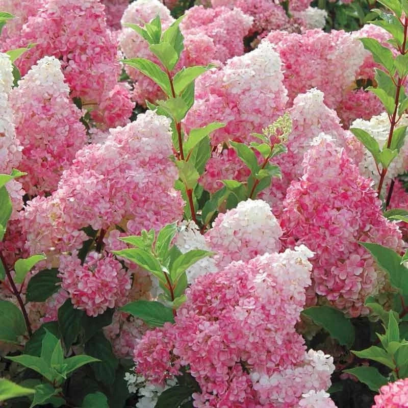 Vanilla Strawberry Hydrangea Live Rooted Cuttings - Hydrangea paniculata, Gradient Blooming, Easy Care, 5 Plants