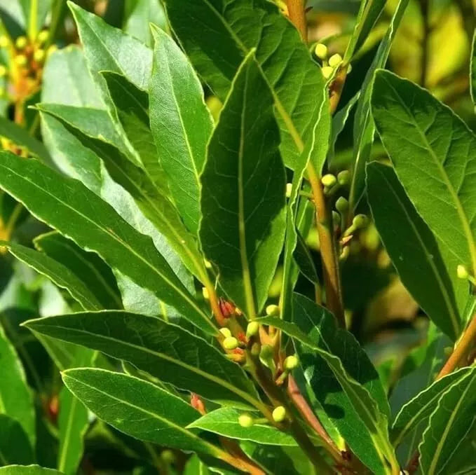 Sweet Bay Laurel Herb Plant, 8-10" Tall, Laurus nobilis, Evergreen Cooking Leaves, Mediterranean Herb, Indoor/Outdoor Garden Plant