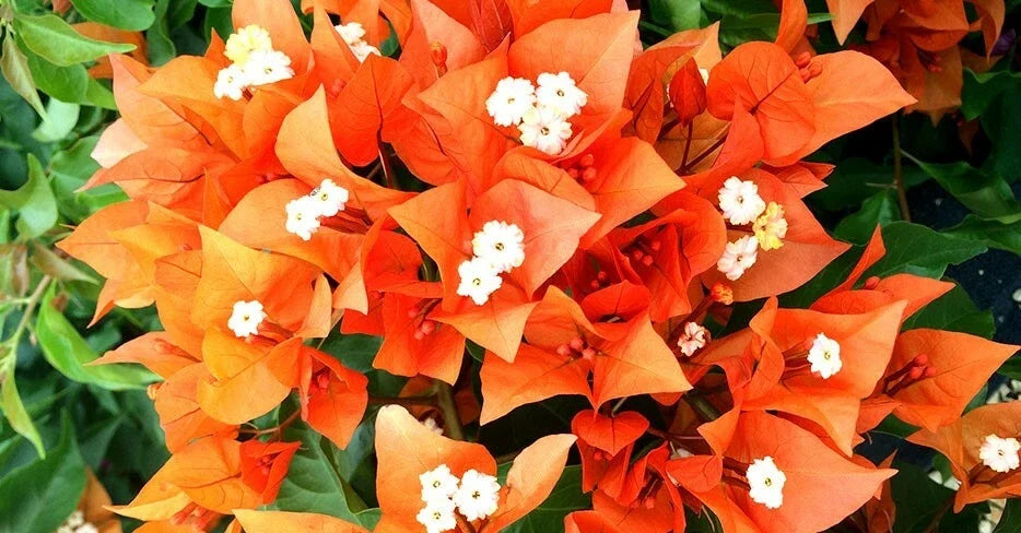 Fire Opal Bougainvillea Starter Plant Bare Root Bougainvillea glabra Vining Colorful Blooms