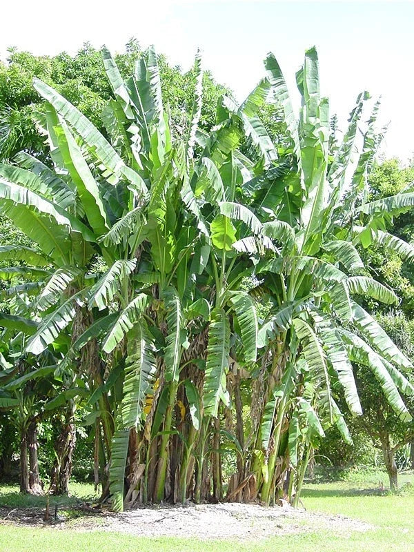 African Giant Banana Tree Starter Plant - Musa Kandarian, Tropical Indoor/Outdoor, Small Rooted Plant