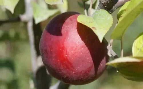 Macoun Apple Seeds - 25+ Pack for Gardening - Malus domestica - Organic, Non-GMO, USA Grown