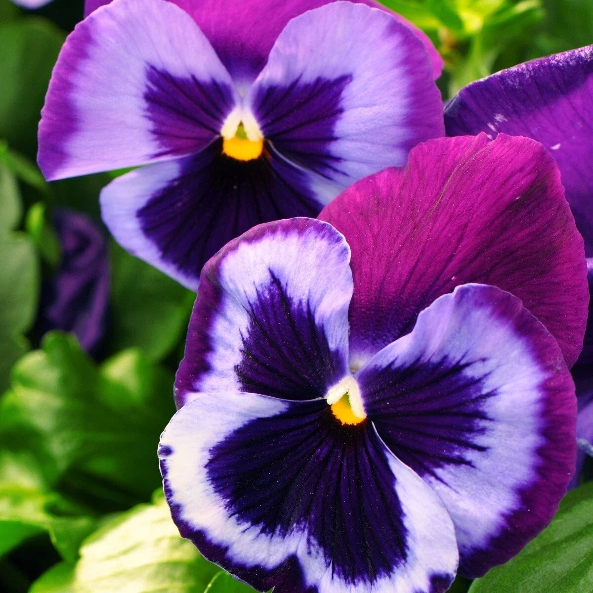 Pansy Seeds - 50 Blue Jeans Viola wittrockiana Flower Seeds for Garden Beds & Containers