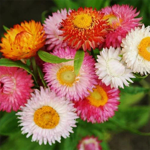 Swiss Giant Mix Strawflower Seeds | Non-GMO Colorful Dried Flower Mix | Helichrysum bracteatum