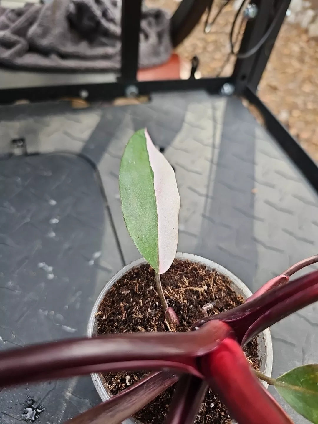 Large Philodendron Pink Princess Variegated 3.5" Pot Halfmoon - Rare Houseplant US Seller