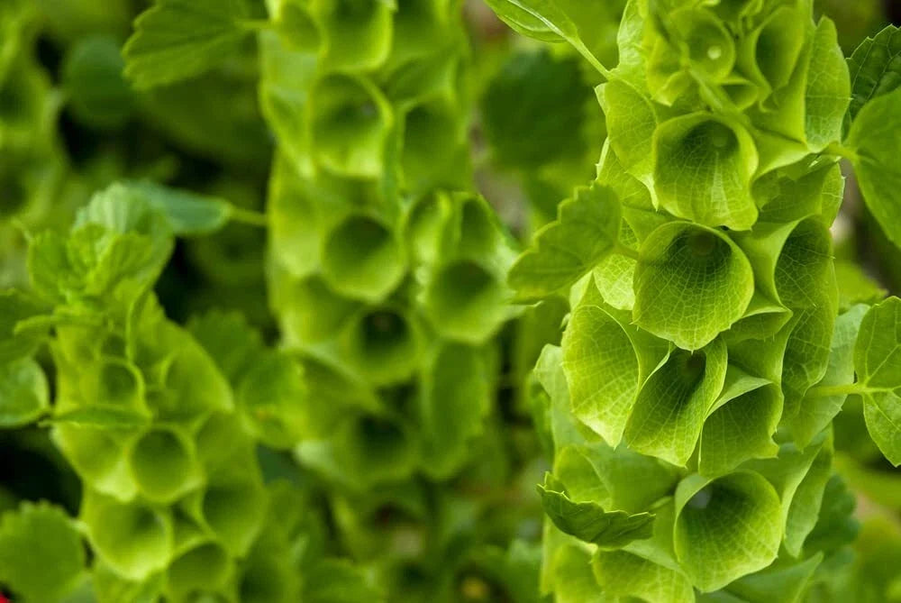 Bells of Ireland Flower Seeds - 30 Seeds - Green Petals - Molucella laevis - Upright Annual for Borders & Cut Flowers