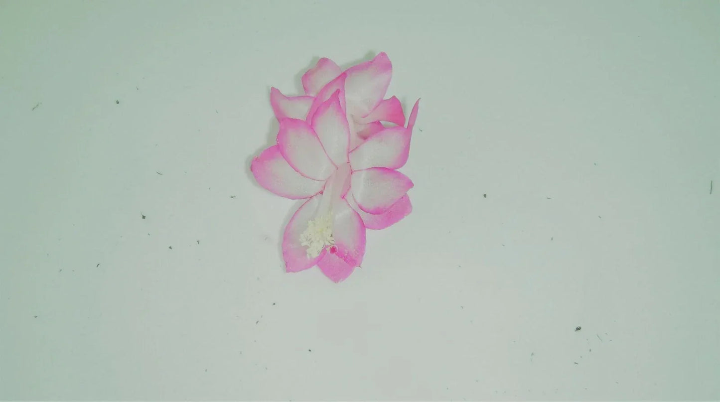 Christmas Cactus Starter Plant Pink Pearl - Schlumbergera Truncata Indoor Houseplant