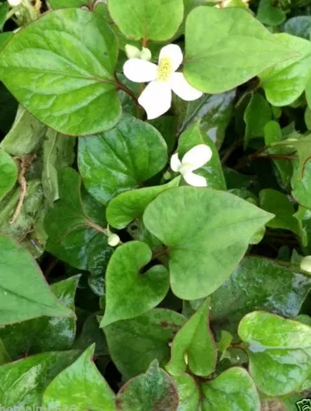 Houttuynia Cordata Fish Mint Plants - 10 Bare Root Live Plants - Culinary Herb - Rau Vap Ca - Spreading Perennial