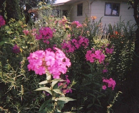 Tall Pink Phlox Plants – Pack of 5, Butterfly Attracting, Phlox paniculata, Summer Blooming, Garden Border & Container