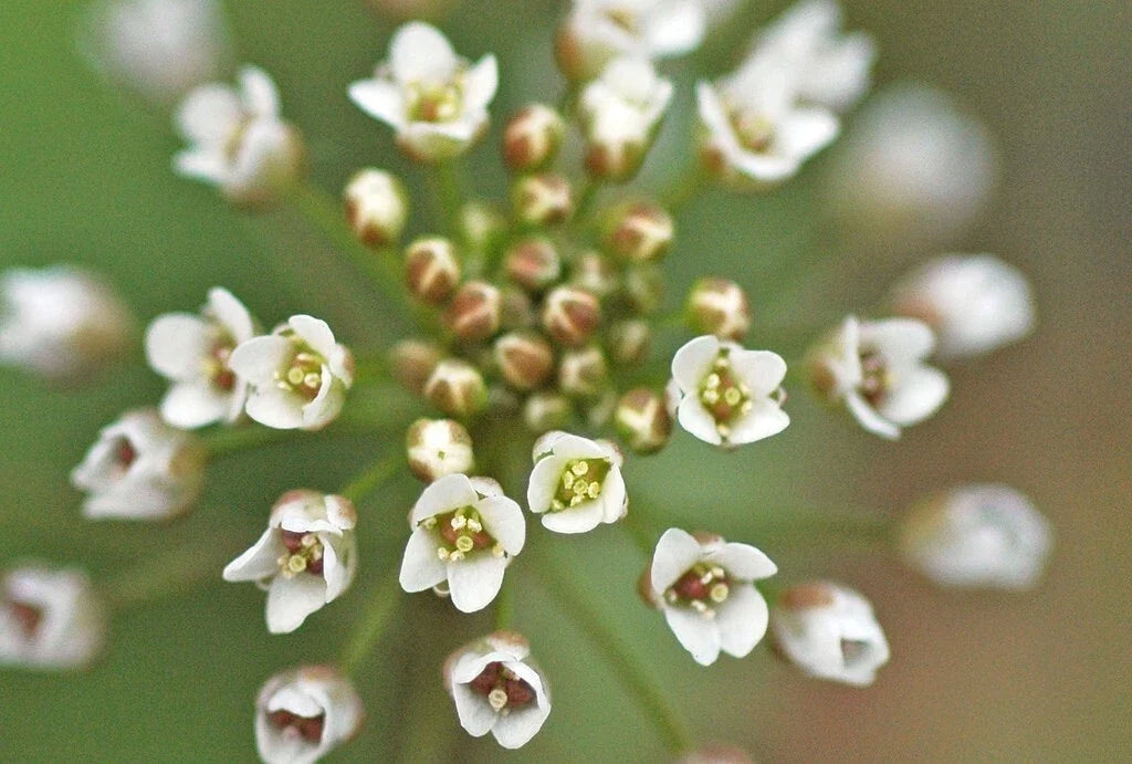 Shepherd's Purse Seeds Pack - 300+ Capsella Bursa-Pastoris Edible Wild Plant for Foraging & Gardening