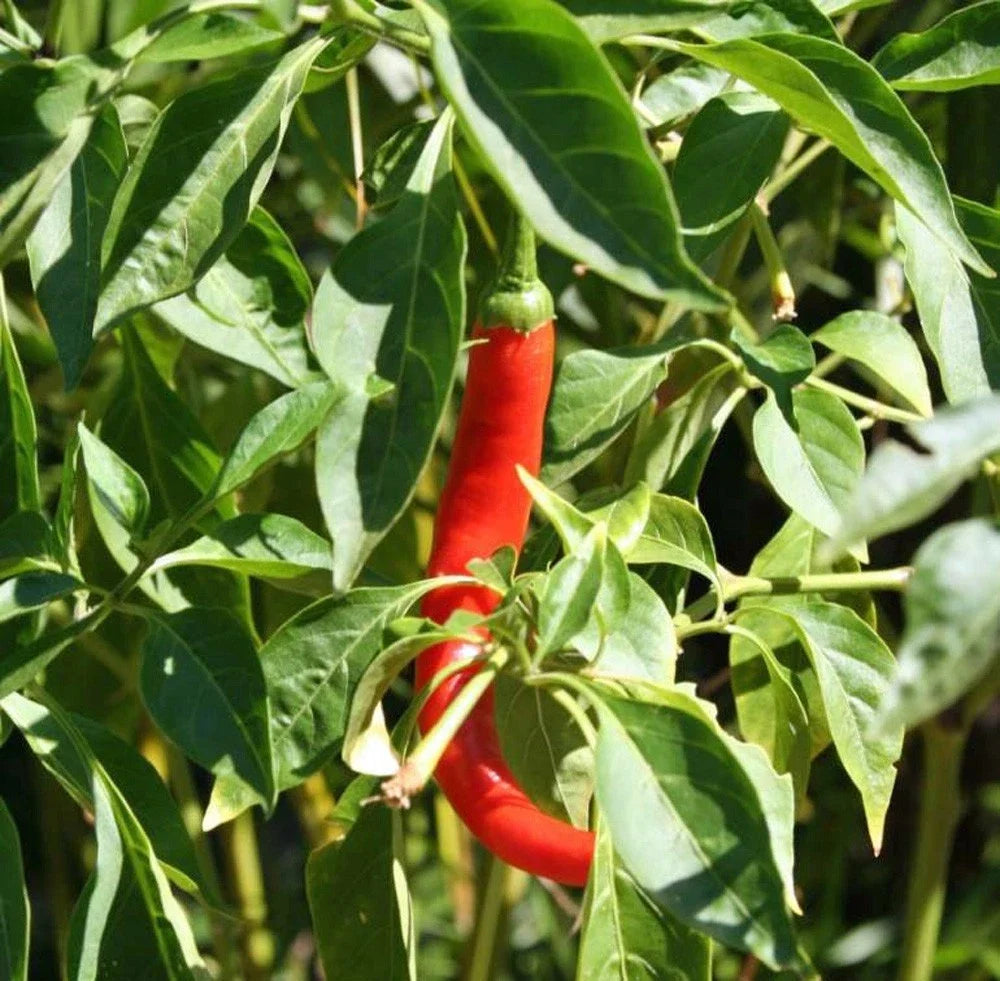 Cayenne Pepper Seeds - Long Red Thin Heirloom Non-GMO Capsicum annuum, 20+ Seeds for Spicy Cooking & Hot Sauce