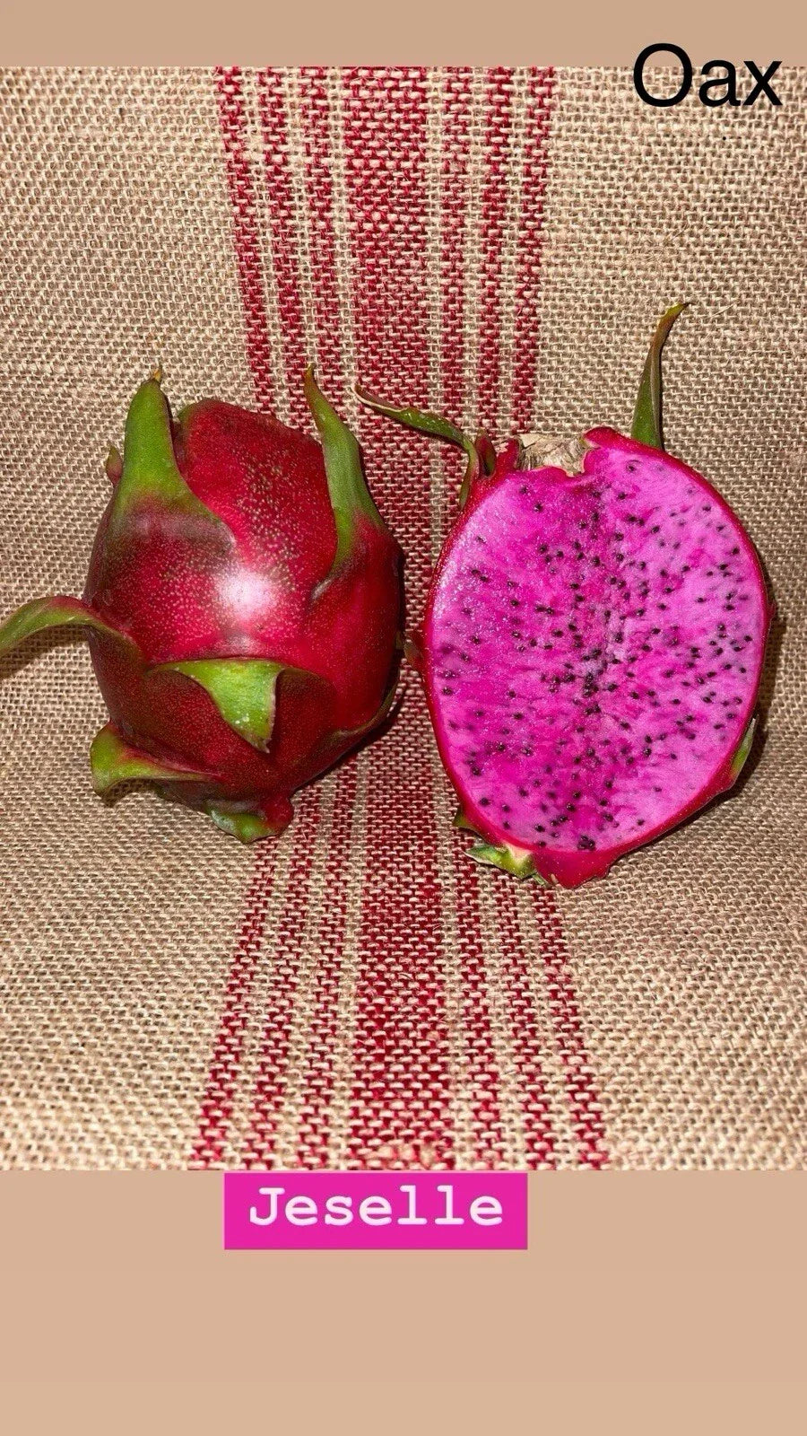 Dragon Fruit Cutting JESSELLE – Hylocereus undatus Exotic Fruit Propagation Material for Gardening